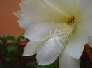 epiphyllum alb-galbui (11)