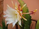 epiphyllum alb-galbui (26)