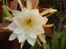 epiphyllum alb-galbui (27)