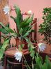 epiphyllum alb-galbui (31)