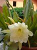 epiphyllum alb-galbui (37)