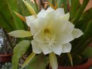 epiphyllum alb-galbui (38)