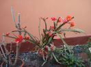epiphyllum rosu (1)