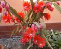 epiphyllum rosu "Ackermannii Hybridus"