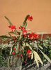 epiphyllum rosu (4)