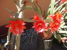 epiphyllum rosu (15)