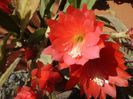 epiphyllum rosu (22)