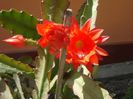 epiphyllum rosu (24)