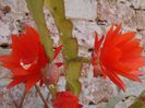 epiphyllum rosu (26)