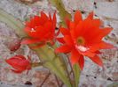 epiphyllum rosu (27)