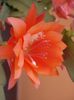 epiphyllum rosu (28)