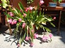 epiphyllum roz (4)