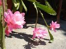 epiphyllum roz (5)