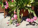 epiphyllum roz (10)