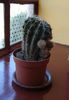 echinopsis (2)