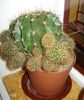 echinopsis (3)