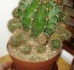 echinopsis (4)