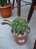 echinopsis (6)