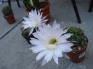 echinopsis (10)