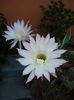 echinopsis (11)