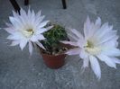 echinopsis (12)