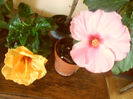 Yelow Kyoto+ Adonicus pink