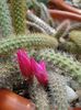 aporocactus (7)