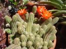 chamaecereus silvestri (7)