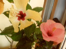 Adonicus Pink + Lutea