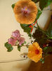 hibiscus grup