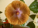 Tahitian Sophistication