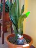 sansevieria (0)