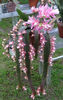 cactus roz