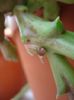 stapelia1 (7)