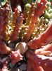 stapelia1 (10)