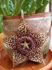 stapelia1 (11)
