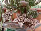 stapelia1 (12)