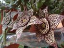 stapelia1 (14)