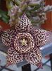 stapelia1 (17)