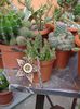 stapelia2 (2)