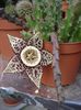 stapelia2 (3)