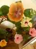 hibiscus grup