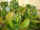 boboci de crassula (1)