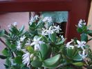 in plina floare (3)