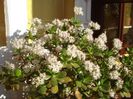 in plina floare (4)