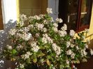 in plina floare (5)