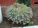 sedum (1)