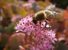 sedum in plina floare (7)