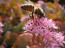 sedum in plina floare (10)