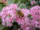 sedum in plina floare (11)